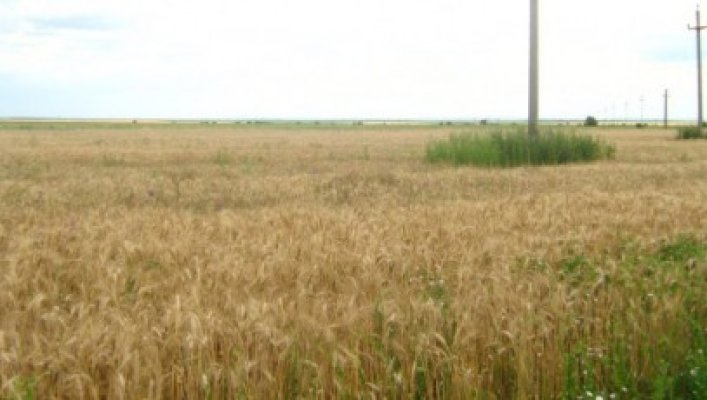 Un hectar şi jumătate de grâu a ars în Valu lui Traian
